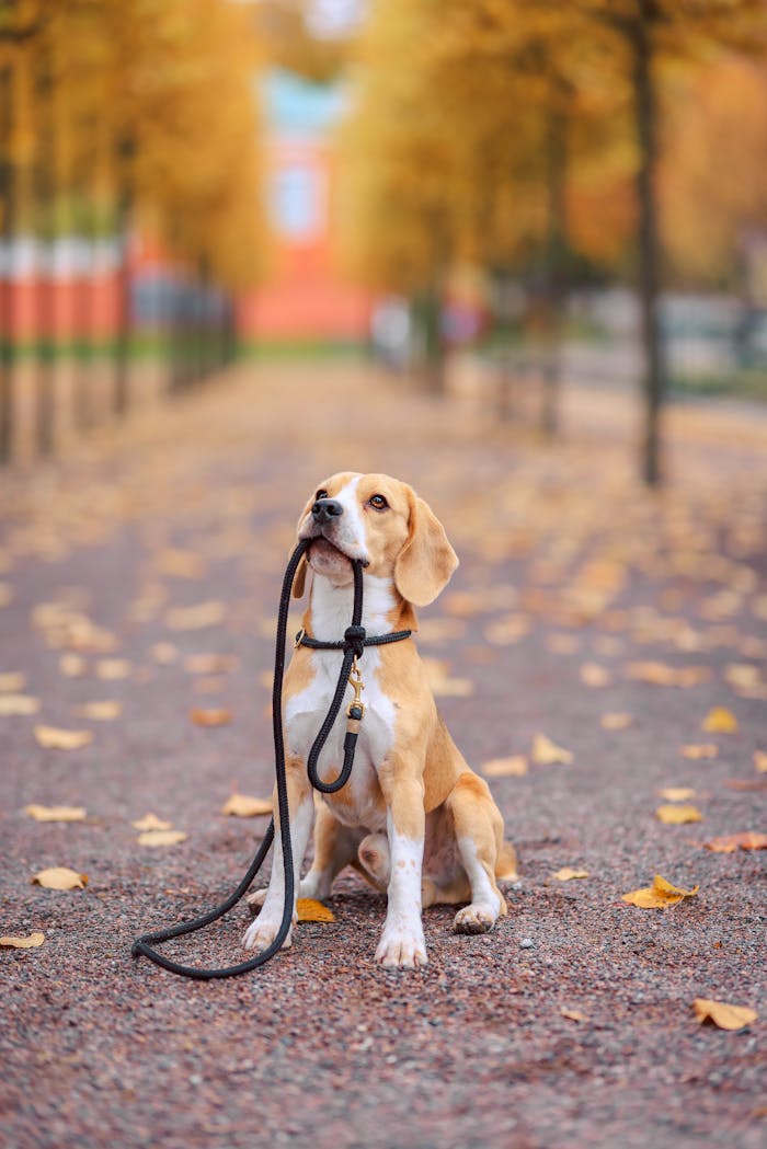 team-06 A beagle sits on an autumn park path holding its leash, surrounded by fallen leaves.