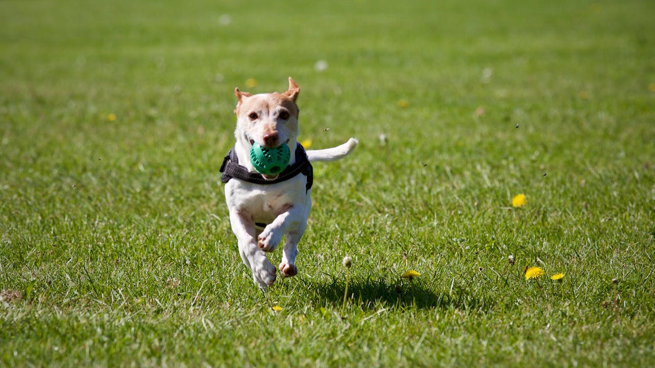 services-01 A cute dog joyfully running with a ball in a grassy field, exuding playful energy.