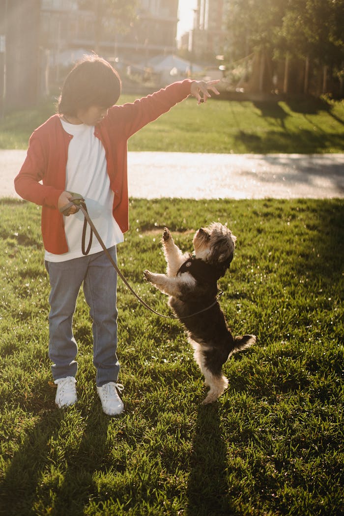 team-03 A young boy trains his Yorkshire Terrier dog in a sunlit park, capturing a playful moment.
