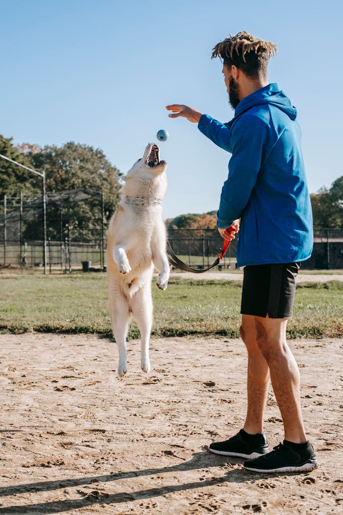 embark Side view of young man in sportswear training jumping dog on sunny day
