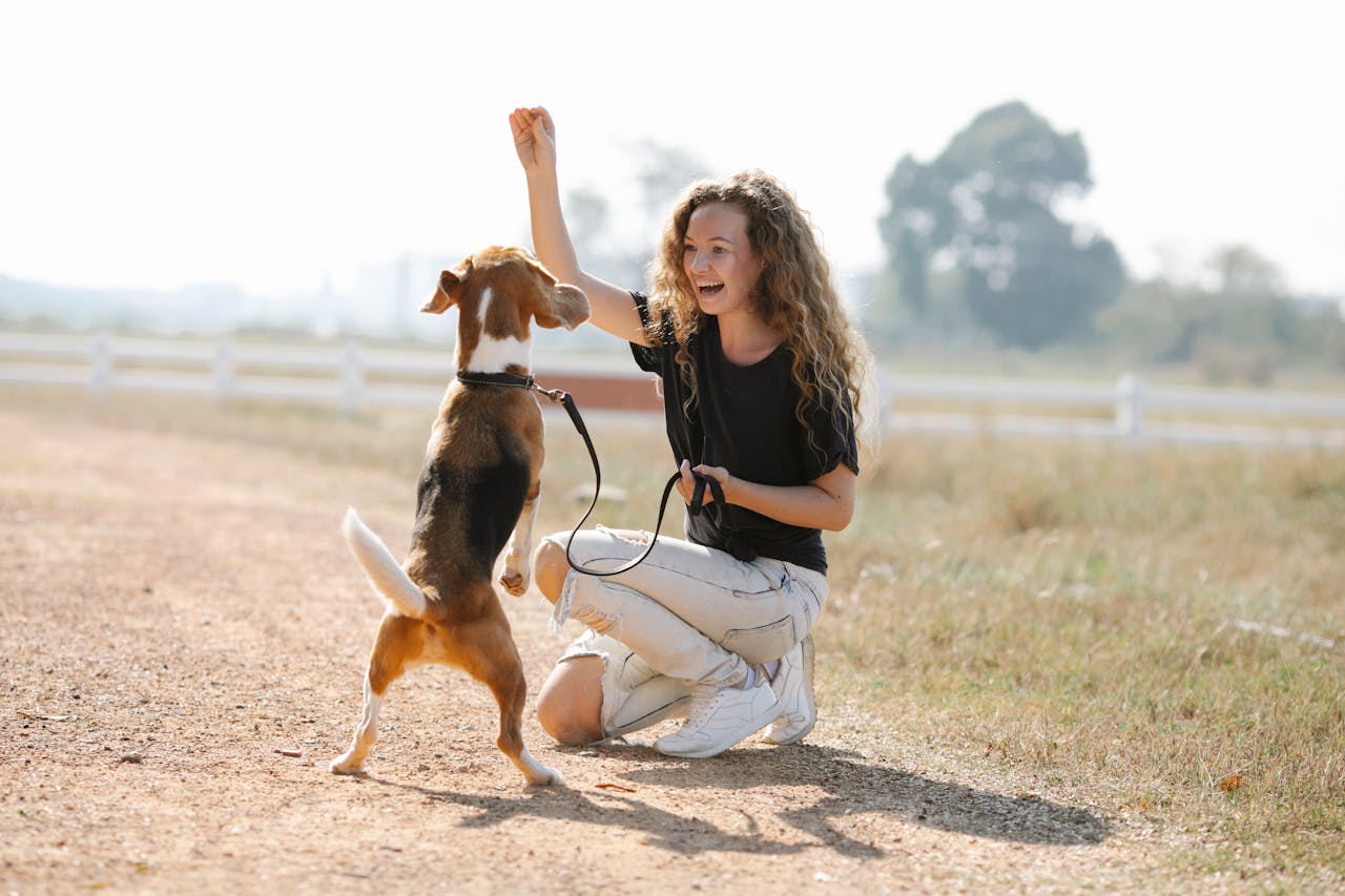 services-03 Full body optimistic young female with curly hair smiling and teaching Beagle dog beg command on sunny summer day in countryside