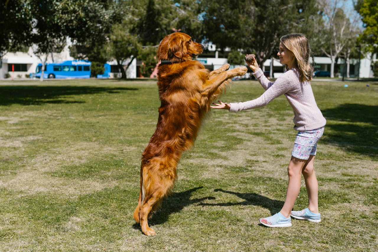 team-05 Young girl playing with a golden retriever outdoors. Fun and playful moment captured in a park setting.