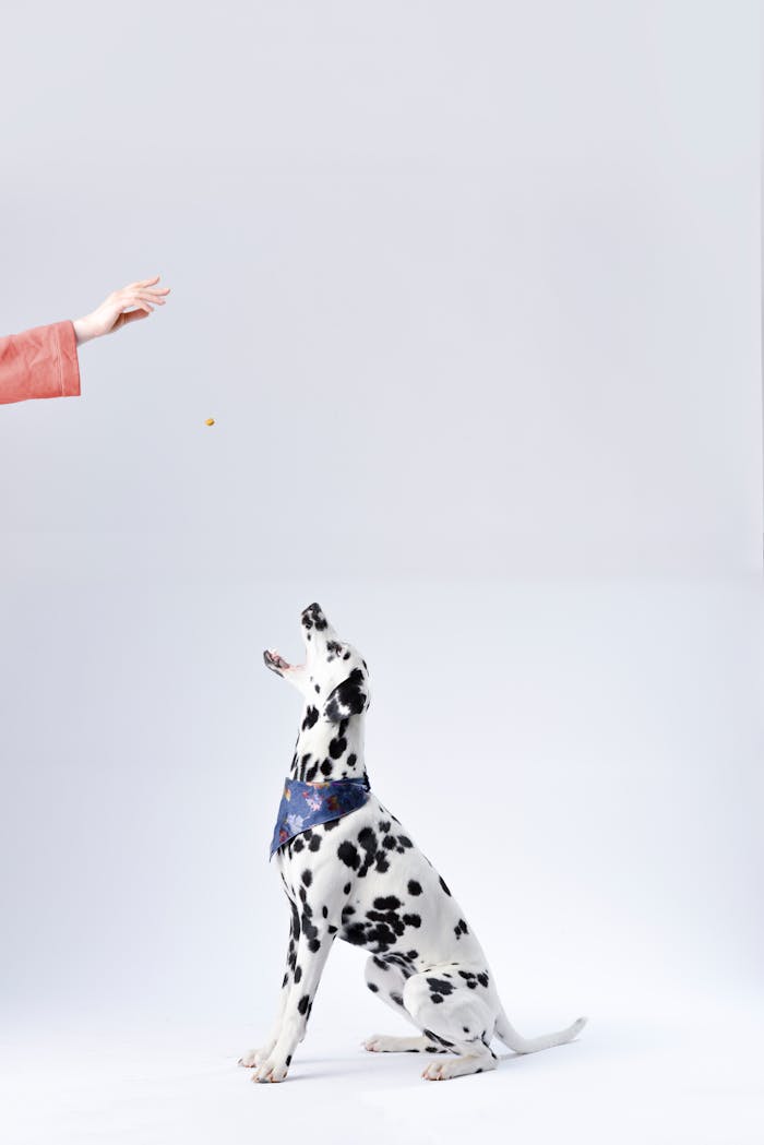 services-04 Dalmatian dog catching a treat tossed by a hand in a studio setting, highlighting training.