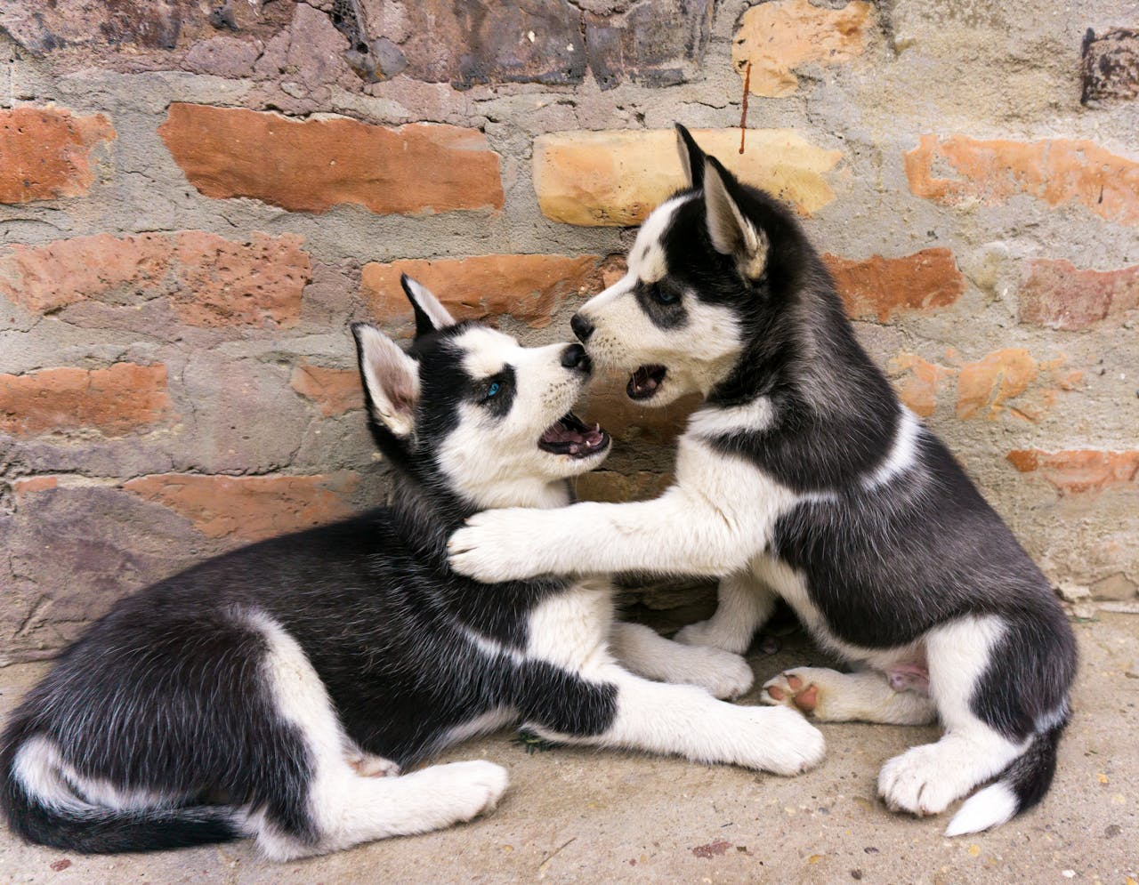 team-01 Adorable Siberian Husky puppies playfight, showcasing their playful nature against a rustic brick wall.