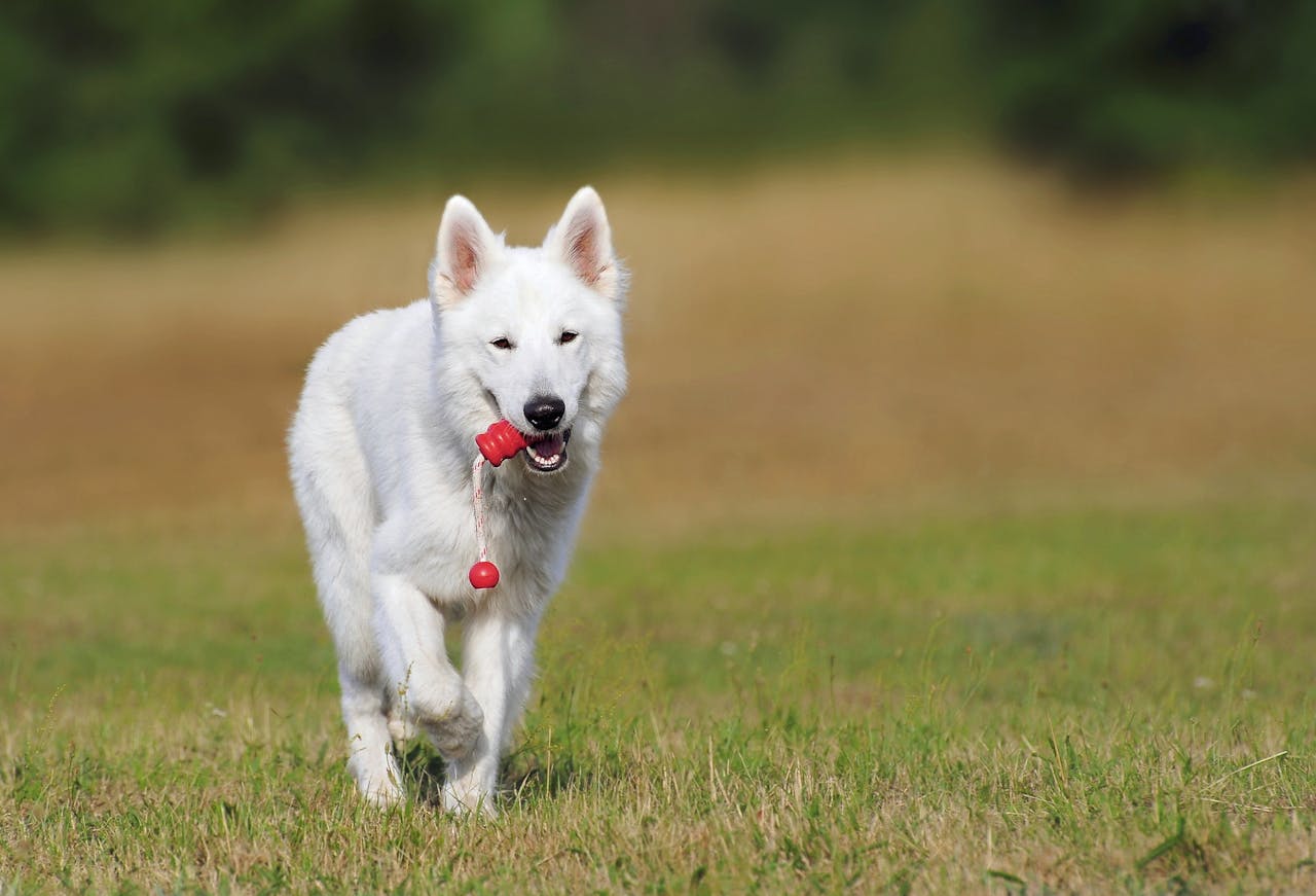 home-hero A playful White Swiss Shepherd dog joyfully runs on green grass outdoors with a toy.